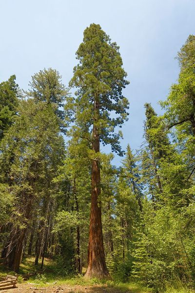 Jones, Adam 아티스트의 Giant sequoia tree-Yosemite National Park-California작품입니다.